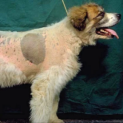 Cushing kór szindróma kutyán