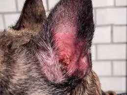 Kutya Fülgyulladás: Okok, Tünetek és Kezelési Módok