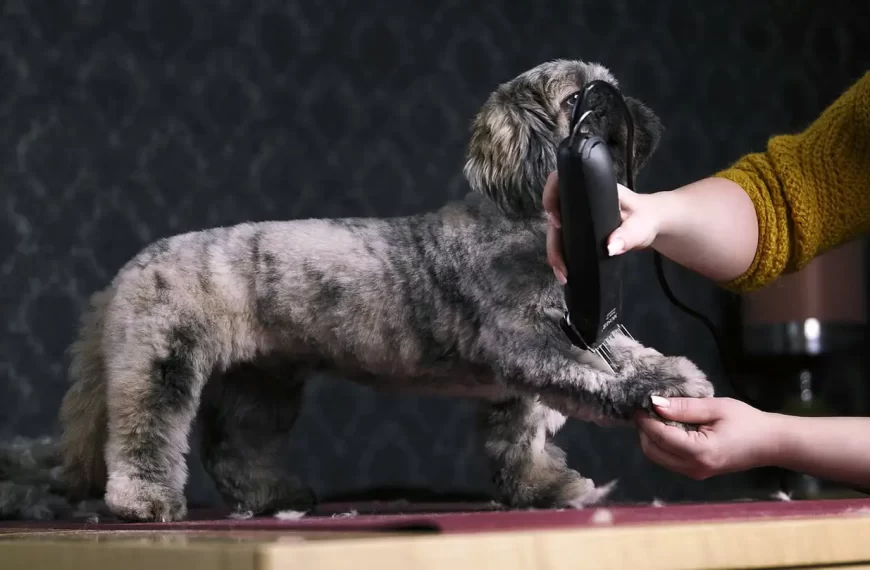 Hogyan válassz megfelelő kutya nyíró gépet otthoni szőrnyírásra?